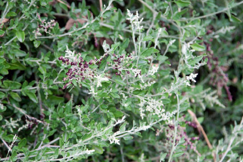 rhagodia-candolleana-ssp-candolleana-seaberry-saltbush-2