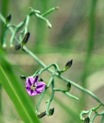 thysanotus-patersonii-twining-fringe-lily