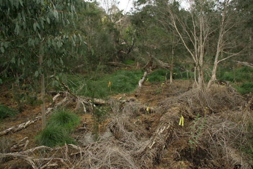 new-plantings-kirsner