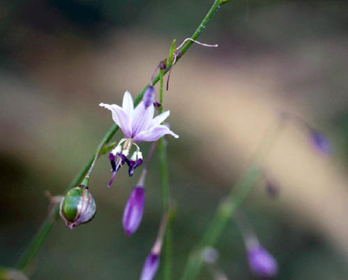 arthropodium-milleflorum-pale-vanilla-lily