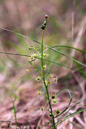 drosera-peltata-tall-sundew