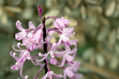 hyacinth-orchid-1