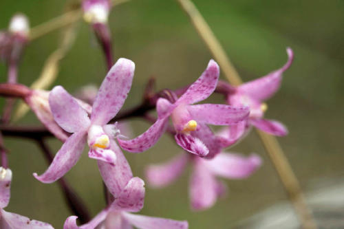 hyacinth-orchid-3