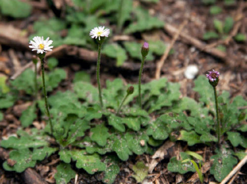 lagenophera-stipitata-common-bottle-daisy