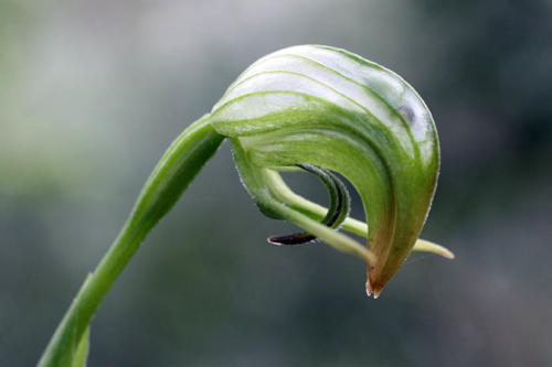 nodding-greenhood-orchid-3-kirsner