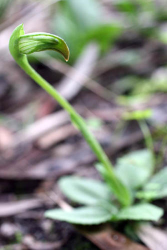 nodding-greenhood-orchid-4-kirsner