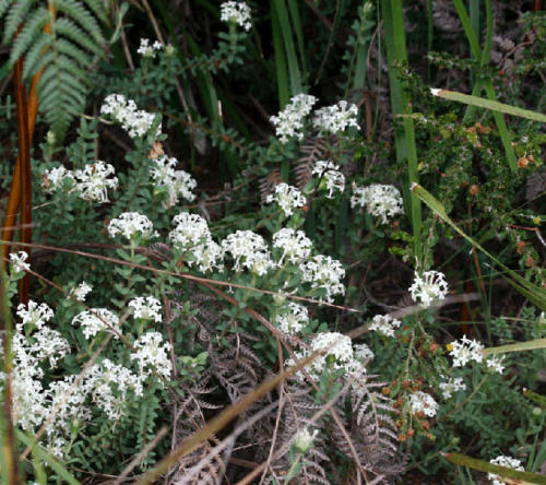 pimelia-humilis-common-rice-flower