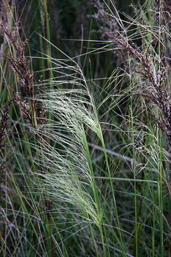 stipa-stipoides-gahnia-kirsner