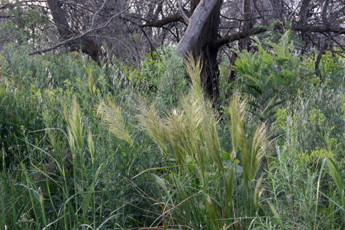 stipa-stipoides-kirsner