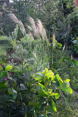 stipa-stipoides-with-wattles-kirsner