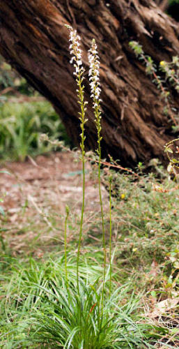 stylidium-graminifolium-grass-trigger-plant-2