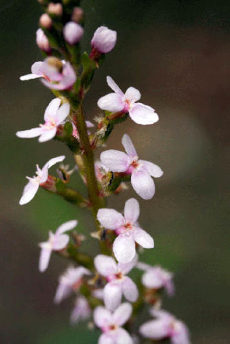 stylidium-graminifolium-grass-trigger-plant