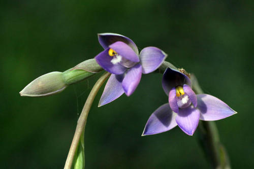 thelymitra-pauciflora-slender-sun-orchid-kirsner