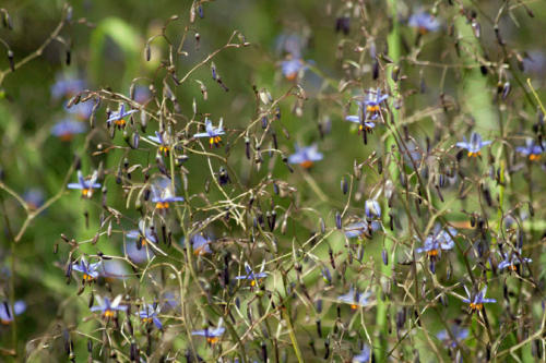 dianella-revoluta-2