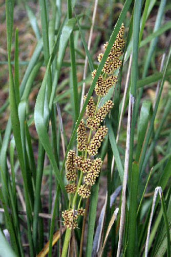 lomandra-longifolia-spiny-headed-mat-rush
