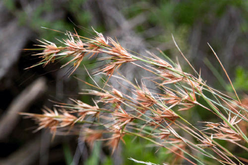 Rushes, Reeds, Sedges & Grasses