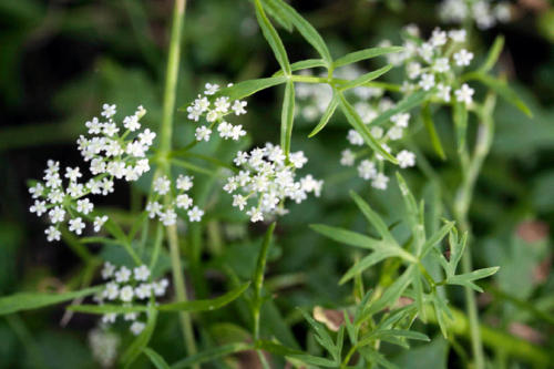 apium-prostratum-sea-celery