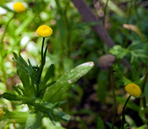 cotula-coronopifolia-water-buttons-2