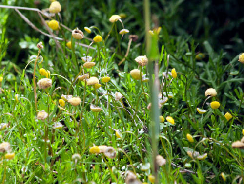 cotula-coronopifolia-water-buttons