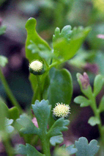 leptinella-longipes-fleshy-cotula