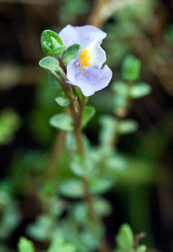 mimulus-repens-creeping-monkey-flower