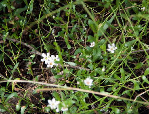 samolus-repens-creeping-brookweed-2