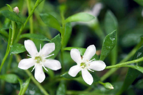 samolus-repens-creeping-brookweed