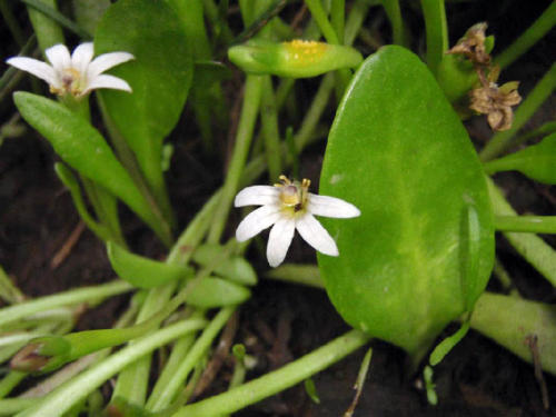 selleria-radicans-flower-swampweed-jo-tetteroo
