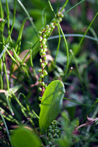 triglochin-striata-streaked-arrowgrass