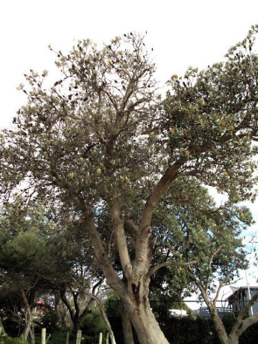 banksia-integrifolia