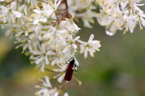 bursaria-spinosa-sweet-bursaria