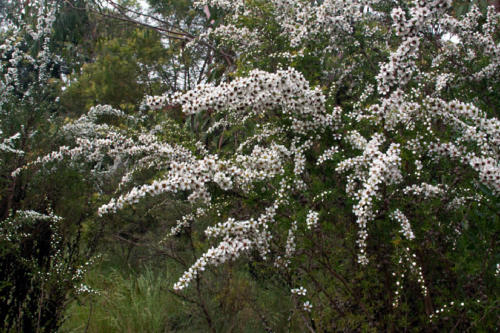 leptospermum-continentale-prickly-tea-tree-2