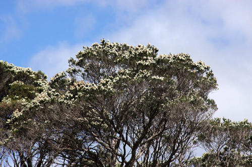 melaleuca-ericifolia-swamp-paperbark-3-kirsner