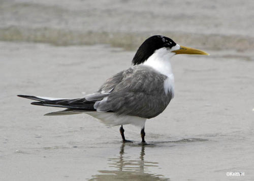 crested-tern-hindley
