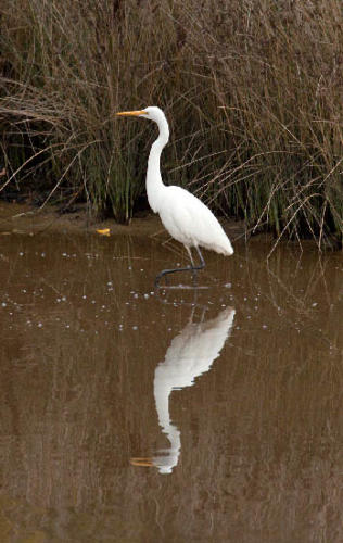 egret-2