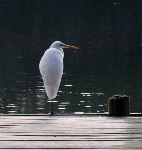 egret