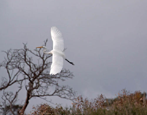 flying-egret-2