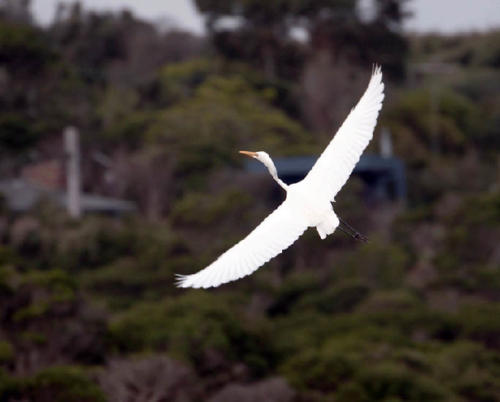 flying-egret