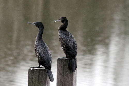little-black-cormorants-pam-hearn