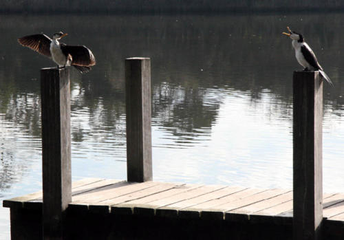 little-pied-cormorants