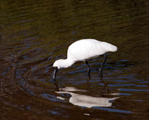 royal-spoonbill-2