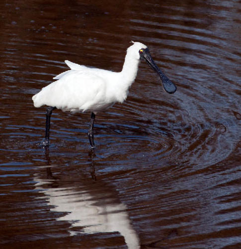 royal-spoonbill-3