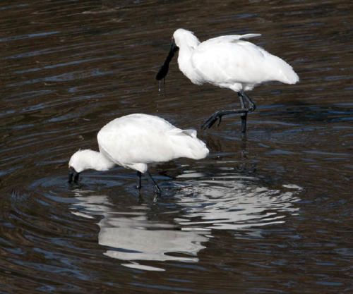 royal-spoonbills