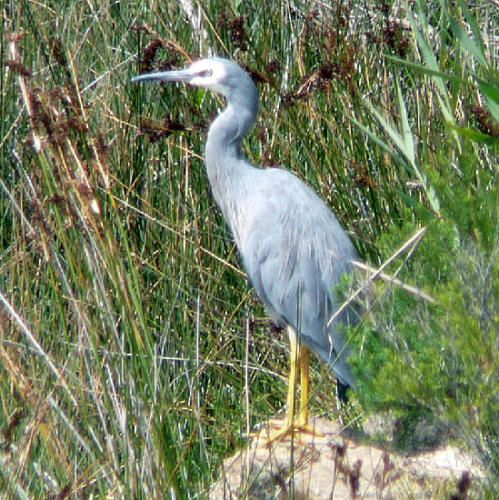 white-faced-heron-pam-hearn