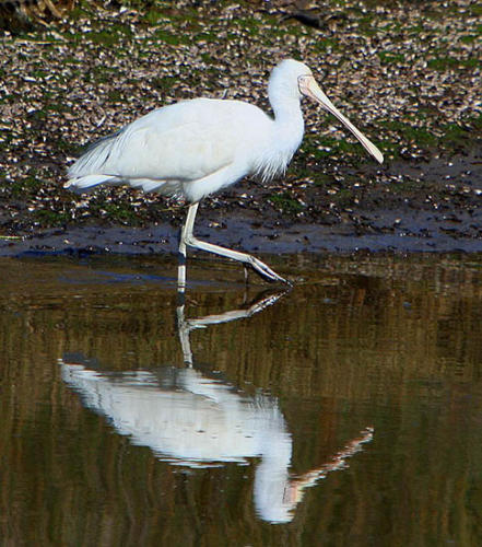 yellow-billed-spoonbill-hindley