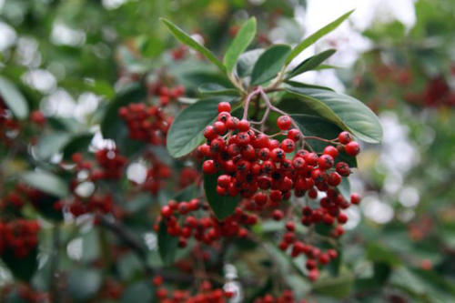 cotoneaster 2