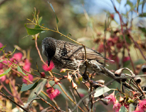 litttle-wattle-bird