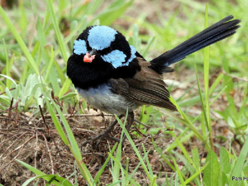 superb-fairy-wren-pam-hearn