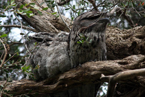 tawny-frogmouth-chicks2